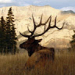 Meet your Posher, Lilly